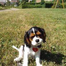 Cavalier king charles spaniel Tilde