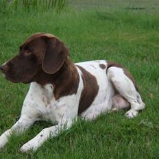 Gammel dansk hønsehund Tootsie