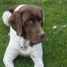 Gammel dansk hønsehund Tootsie