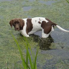 Gammel dansk hønsehund Tootsie