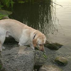 Labrador retriever Bamse (Solgt)