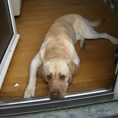 Labrador retriever Bamse (Solgt)