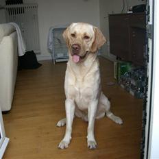 Labrador retriever Bamse (Solgt)