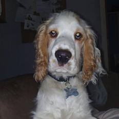 Cocker spaniel Viggo