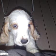 Cocker spaniel Viggo