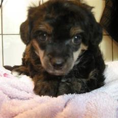 Chinese crested powder puff Casey, Den sorte slyngel