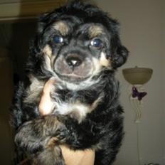 Chinese crested powder puff Casey, Den sorte slyngel