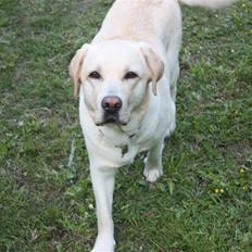 Labrador retriever sif <3 