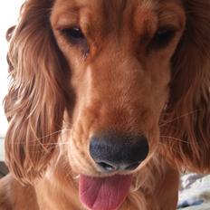 Cocker spaniel Sasha