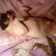 Dansk svensk gaardhund Plet