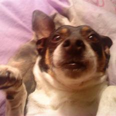 Dansk svensk gaardhund Plet