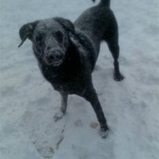 Blanding af racer Zeus