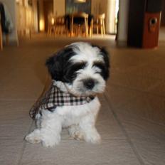 Lhasa apso zorro