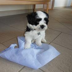 Lhasa apso zorro