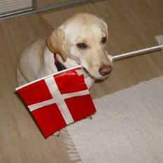 Labrador retriever Alma