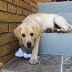 Labrador retriever Alma