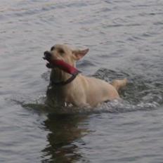 Labrador retriever Alma