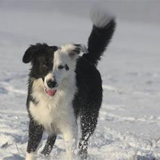 Border collie Calvin