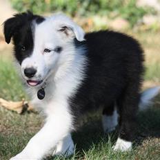 Border collie Calvin