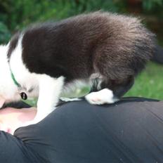 Border collie Calvin