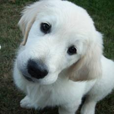 Golden retriever Moon Shadow " Obie"