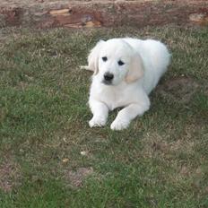 Golden retriever Moon Shadow " Obie"