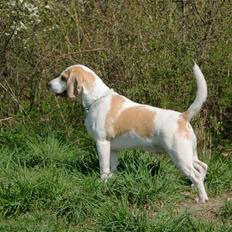 Beagle Sopwith Camel ´s Tyson