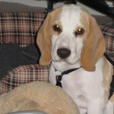 Beagle Sopwith Camel ´s Tyson