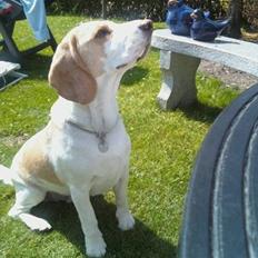 Beagle Sopwith Camel ´s Tyson