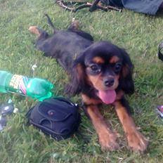 Cavalier king charles spaniel Bailey