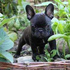 Fransk bulldog Catrinell´s Buttercup