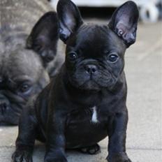 Fransk bulldog Catrinell´s Buttercup