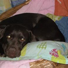 Labrador retriever Nanna