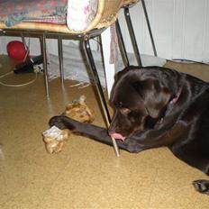 Labrador retriever Nanna