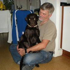 Labrador retriever Nanna