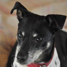 Dansk svensk gaardhund Kaja