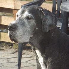 Grand danois Slettemosegård's Bea - RIP