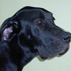 Grand danois Slettemosegård's Bea - RIP