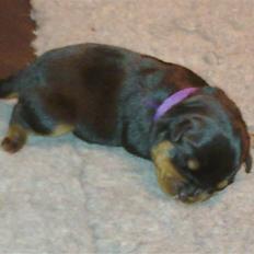 Rottweiler Von hause Nomis Krabat