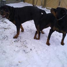 Rottweiler Von hause Nomis Krabat