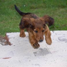 Miniature gravhund MAX