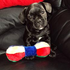 Blanding af racer FB/ Lhaso Apso ^ Diva •