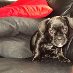 Blanding af racer FB/ Lhaso Apso ^ Diva •