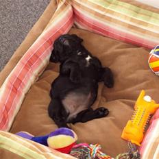 Blanding af racer FB/ Lhaso Apso ^ Diva •