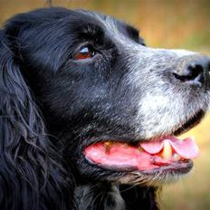 Field Trial Cockerspaniel Tilde
