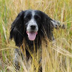 Field Trial Cockerspaniel Tilde