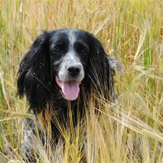 Field Trial Cockerspaniel Tilde