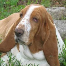 Basset hound Tosca