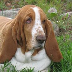 Basset hound Tosca