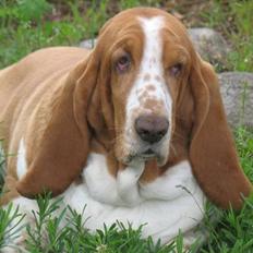 Basset hound Tosca